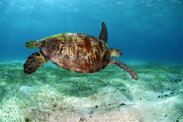 Philippinen, schwimmende Grüne Meeresschildkröte (Chelonia mydas) - GNF00771