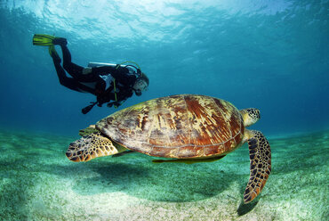 Philippines, scuba diver with green turle, underwater view - GNF00770