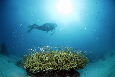 Philippines, Dalmakya Island, scuba diver in coral reef, underwater view - GNF00769