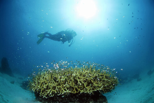Philippinen, Dalmakya Island, Taucher im Korallenriff, Unterwasseransicht - GNF00769