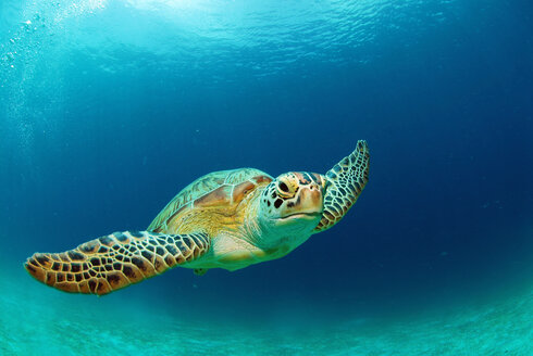 Philippinen, schwimmende Grüne Meeresschildkröte (Chelonia mydas) - GNF00756