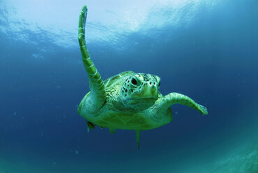 Philippines, green sea turtle (Chelonia mydas) swimming - GNF00755