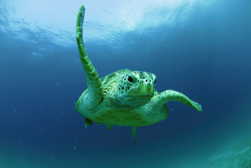 Philippinen, schwimmende Grüne Meeresschildkröte (Chelonia mydas) - GNF00755