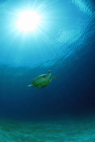 Philippines, green sea turtle stock photo