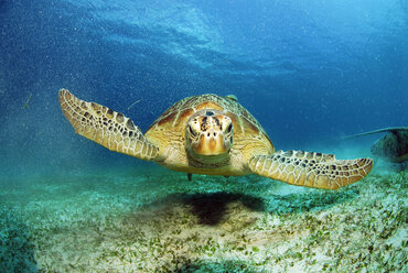 Philippines, green sea turtle (Chelonia mydas) - GNF00752