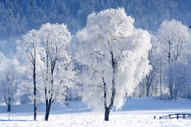 Österreich, Salzburger Land, Bäume im Schnee - HHF00473