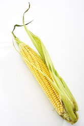 Fresh corncob - 04576CS-U
