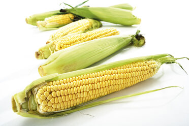 Fresh corncobs - 04575CS-U