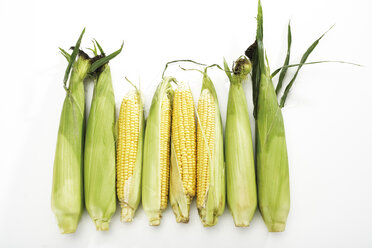 Fresh corncobs - 04574CS-U