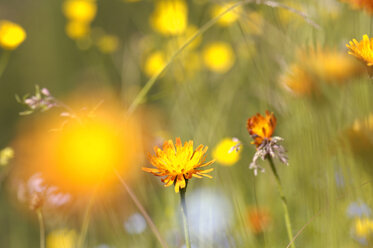 Austria, meadow full of flowers - HHF00583