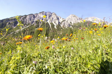 Österreich, Blumenwiese - HHF00580