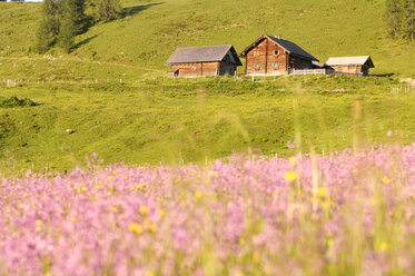 Österreich, Alpine Lodge in Meadow - HHF00577