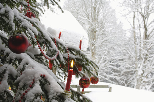 Brennende Kerze auf einem mit Schnee bedeckten Weihnachtsbaum, Nahaufnahme - HHF00521