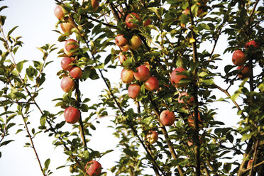 Apples in a treetop - 04712CS-U