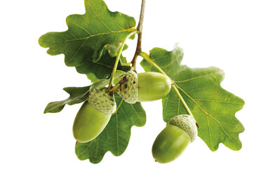 Acorns and oak leaves - 04795CS-U