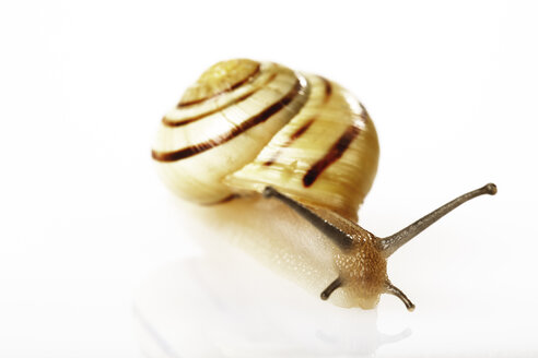 Schnecke (Cepaea hortensis), Nahaufnahme - 04739CS-U