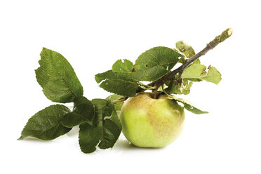 Bio-Apfel auf einem Zweig - 04734CS-U