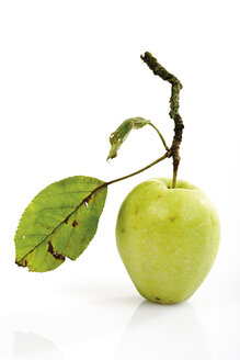 Bio-Apfel auf einem Zweig - 04733CS-U