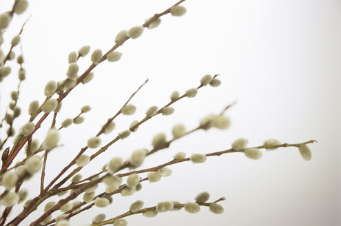 Weidenkätzchen (Salix caprea), Nahaufnahme - NHF00164