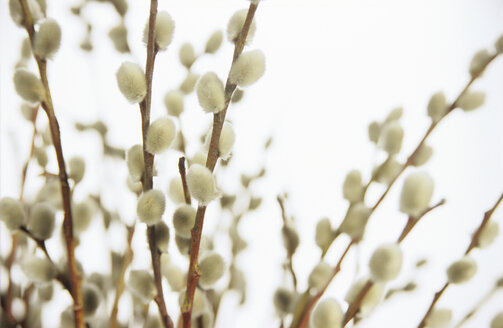 Weidenkätzchen (Salix caprea), Nahaufnahme - NHF00163