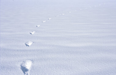 Fußstapfen im Schnee - NHF00150