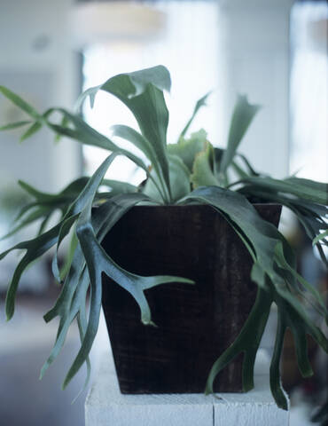 Platycerium bifurcatum im Blumentopf, lizenzfreies Stockfoto