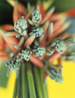 Agave, close-up - HOE00238