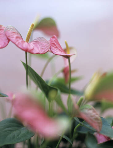 Anthurium-Blüten, lizenzfreies Stockfoto