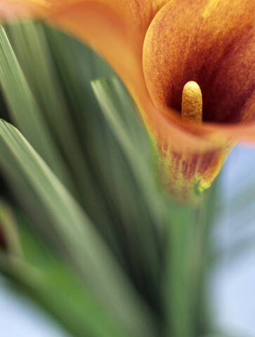 Calla blossom, close-up stock photo