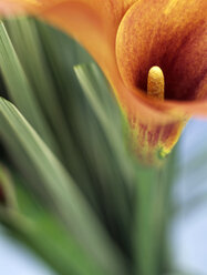Calla blossom, close-up - HOE00208