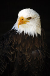 Deutschland, Hellenthal, Weißkopfseeadler, Nahaufnahme - 04877CS-U