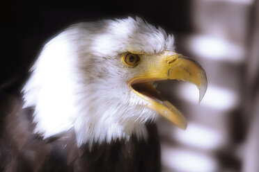 Deutschland, Hellenthal, Weißkopfseeadler, Nahaufnahme - 04876CS-U