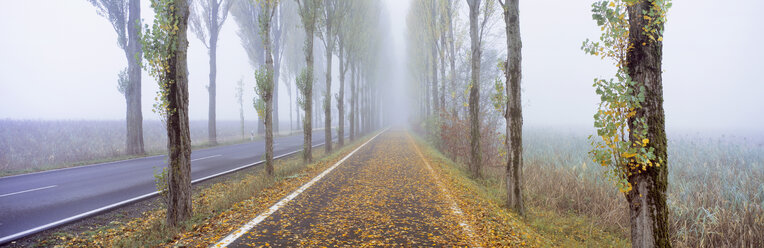 Germany, Bodensee, Reichenau, Dammstraße in autumn with fog - SHF00109