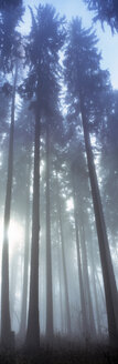 Deutschland, Altbodman, Tannenwald im Nebel - SHF00106