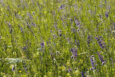 Meadow clary, close-up - SHF00105