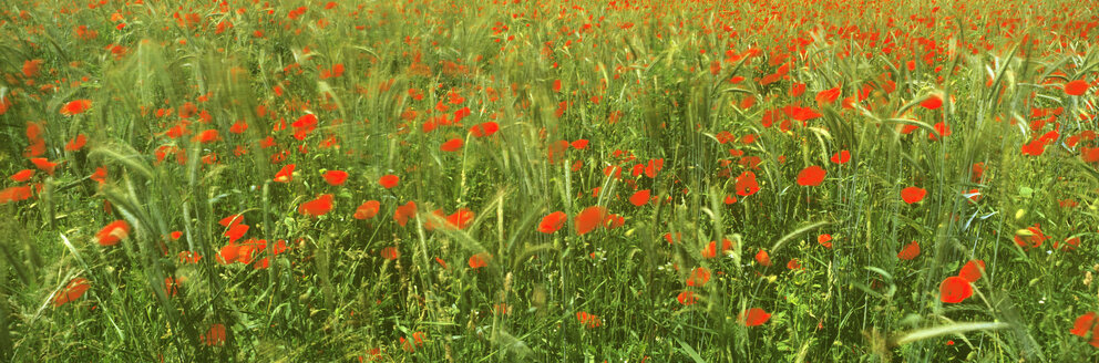 Windswept poppy field - SHF00101