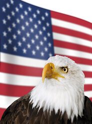 Weißkopfseeadler vor der US-Flagge - 04917CS-U