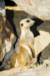 Deutschland, Gelsenkirchen, Zoom Erlebniswelt, Meerkat - 04916CS-U