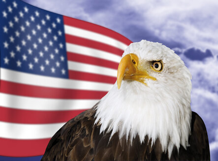 Weißkopfseeadler vor der US-Flagge, Nahaufnahme - 04912CS-U