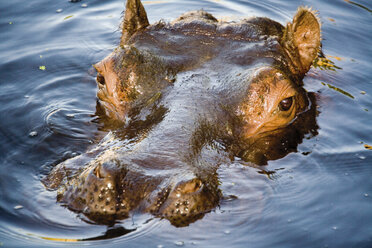 Germany, Gelsenkirchen, Zoom Erlebniswelt, Hippopotamus - 04972CS-U