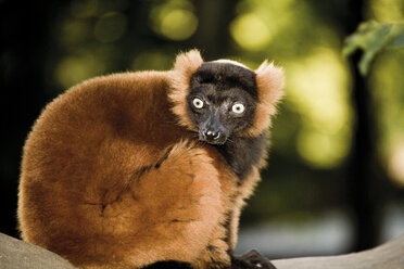 Deutschland, Gelsenkirchen, Zoom Erlebniswelt, Roter Krauskopflemur - 04967CS-U