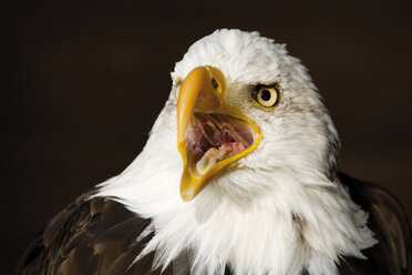 Deutschland, Hellenthal, Weißkopfseeadler, Nahaufnahme - 04960CS-U