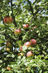 Deutschland, Apfelbaum, Nahaufnahme - 04933CS-U