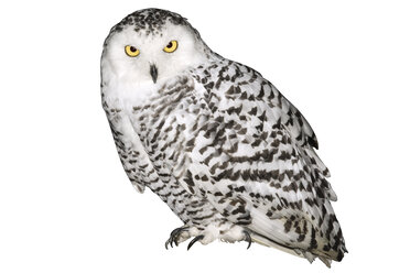 Germany, Hellenthal, Snowy Owl, close-up - 04932CS-U