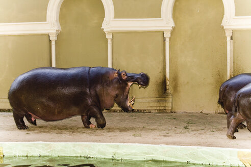 Deutschland, Köln, Nilpferde im Tierpark - 04923CS-U