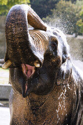 Deutschland, Köln, Asiatischer Elefant im Tierpark - 04922CS-U