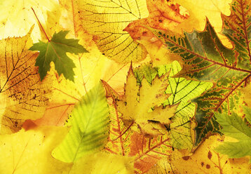 Autumn foliage, close-up - WWF00153