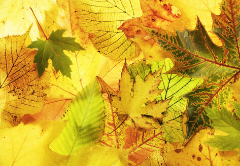 Herbstlaub, Nahaufnahme - WWF00153