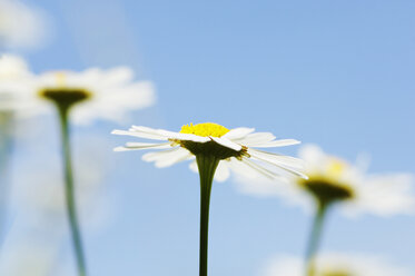 Mayweed - CRF01015