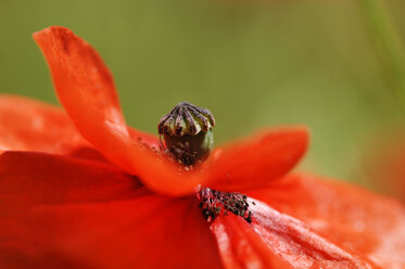 Einzelner Klatschmohn, Nahaufnahme - CRF01013